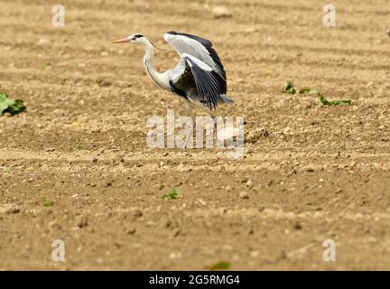 Graureiher, Ardea cinerea, Ardeidae, Erwachsene, aufdeckend, Vogel, Tier, Delley, Kanton Freiburg, Schweiz Stockfoto