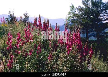 Garten-Löwenmaul, Antirrhinum majus, Scrophulariaceae, Bestand, blühend, Blume, Pflanze, Spanien Stockfoto