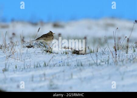 Feldlerche, Alauda arvensis, Alaudidae, im Schnee, Vogel, Tier, Chasseral, Jura-Berg, Kanton Bern, Schweiz Stockfoto