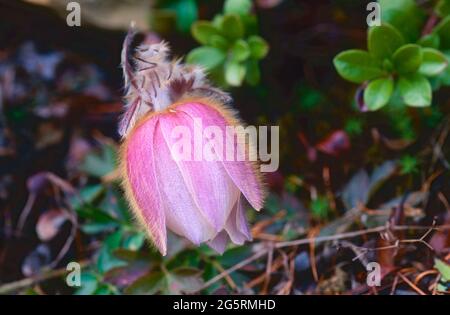 Frühlings-Anemone, Pulsatilla vernalis, Ranunculaceae, Blüten, Blume, Pflanze, Alpen, Kanton Wallis, Schweiz Stockfoto