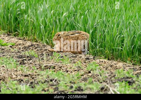 Feldhase, Lepus europaeus, Leporidae, Hase Säugetier, Tier, Bei Fräschels, Kanton Freiburg, Schweiz Stockfoto