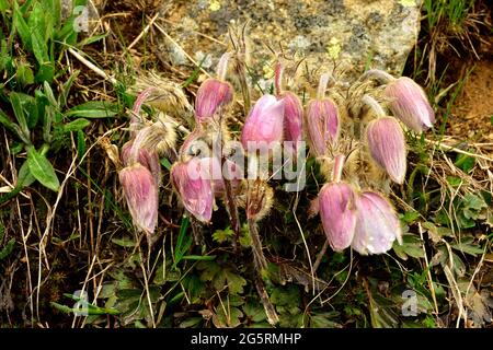 Frühlings-Anemone, Pulsatilla vernalis, Ranunculaceae, Bestand, blühend, Blume, Pflanze, Regentropfen, Curtginatsch, Wergenstein, Alpen, Kanton Graub Stockfoto