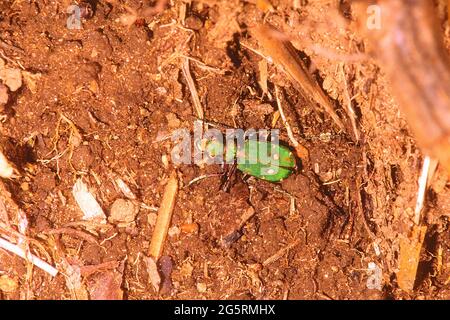 Feld-Sandlaufkäfer, Cicindela campestris, Cicindelidae, Käfer, Insekt, Tier, Kanton Zürich, Schweiz Stockfoto