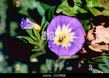 Dreifarbige Winde. Convolvulus tricolor, Convolvulaceae, Blüten, Detail, Blume, Pflanze, Biene spec., Insekt, Tier, Provinz Malaga, Andalusien, Spanien Stockfoto