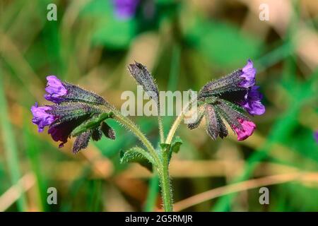 Dunkelgrünes Lungenkraut, Pulmonaria obscura, Boraginaceae, Blütenstand, Blüten, Blume, Pflanze, Kanton Zürich, Schweiz Stockfoto