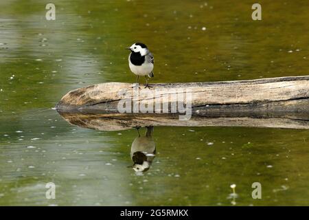 Bachstelze, Motacilla alba, Motacillidae, Spiegelungen, Vogel, Tier, La Sauge, Naturreservat, Feuchtgebiet, Cudrefin, Kanton Waadt, Schweiz Stockfoto