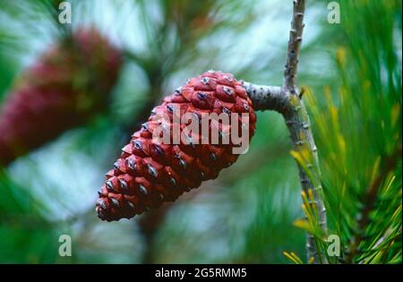Aleppo-Kiefer, Pinus halepensis, Pinaceae, Zapfen, Baum, Pflanze, Provence, Frankreich Stockfoto