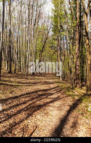 Wanderweg im Frühfrühling Laubwald in Galle Karpaty Berge an der tschechisch-slowakischen Grenze Stockfoto