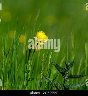 Eine Nahaufnahme von einer Blume Stockfoto