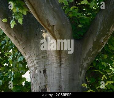 Nahaufnahme eines Reifen Platanen-Stammes mit glatter Rinde und grünen Blättern, natürliches botanisches Detail im Sommer. Stockfoto