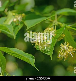 Blühende Sommerlinden, Tilia platyphyllos, Nahaufnahme