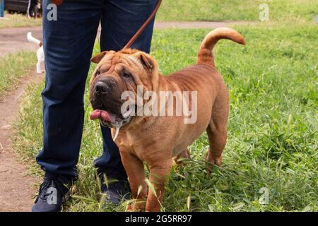 Rothaariger Shar Pei auf einem grünen Feld bei einer Hundeausstellung. Home Haustier Welpen für einen Spaziergang mit dem Besitzer auf dem grünen Gras. Reinrassige rote Welpen. Zucht und Kari Stockfoto