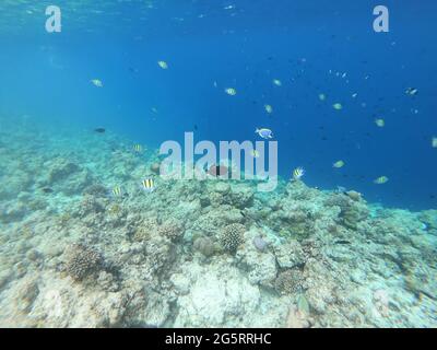 Schulen von farbenfrohen tropischen Fischen, die auf den Malediven an einem tropischen Riff um Korallen schwimmen. Stockfoto