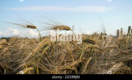 Gesundes Haferfeld. Konzept der Nahrungsmittelproduktion und Landwirtschaft. Authentische, landschaftlich reizvolle Haferohren aus der Nähe. Das Bild wurde bei Sonnenuntergang in der goldenen Stunde aufgenommen. Stockfoto