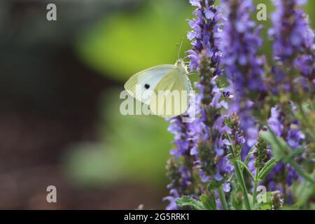 Weißer Schmetterling mit Kohl auf violetten Salbeiblüten aus Holz Stockfoto