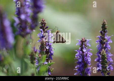 Ein Peck's Skipper Schmetterling auf lila Holz Salbei Blumen Stockfoto