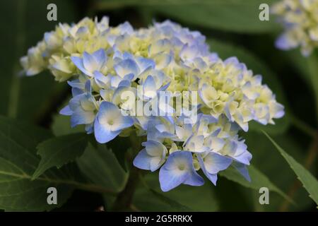 Hübsche Hortensien im Frühling in voller Blüte Stockfoto