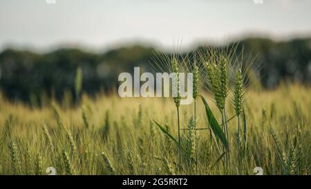 Authentische szenische Aufnahme von frischen Weizenohren stammt aus der Nähe. Konzept der Brot- und Mehlproduktion, Qualität und Landwirtschaft Stockfoto