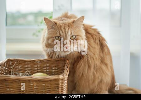 Rote junge Katze sitzt auf Fensterhintergrund in der Nähe Strohkorb, Haustierkonzept Stockfoto