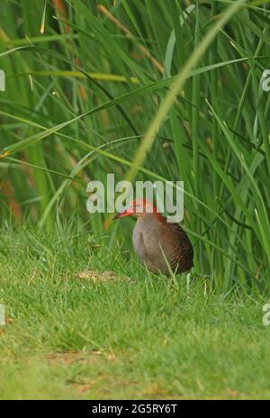 Lattenbrust Rail (Lewinia striata) Erwachsener, der am Rande des Sumpfes Thailands steht Februar Stockfoto