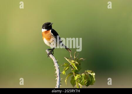 Männlicher Stonechat-Saxicola rubicola stecht auf Brambles. Stockfoto