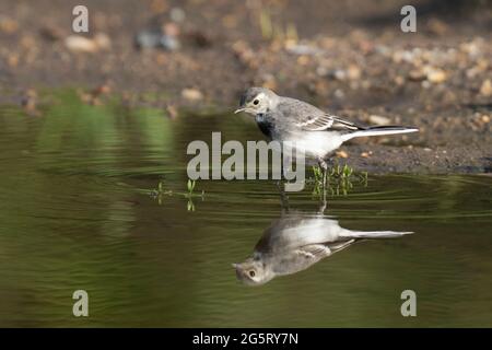 Juveniler Riedschwanzschwanz-Motacilla-Alba. Stockfoto