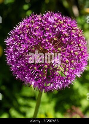 Dichter kugeliger Kopf aus violetten Blüten der im Frühsommer blühenden Zierzwiebel, Allium 'Purple Sensation' Stockfoto