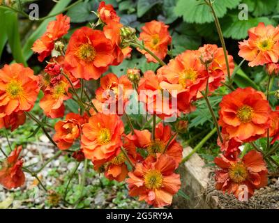 Nahaufnahme der rot-orangen Blüten der langen blühenden winterharten Geum 'Scarlet Tempest' Stockfoto