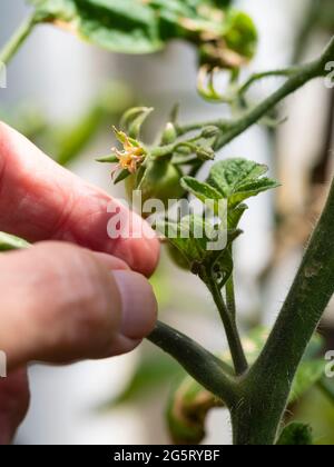 Vorbereitung auf die Entfernung des Seitenschießers der unbestimmten Cordontomate Solanum lycopersicum „Outdoor Girl“ Stockfoto