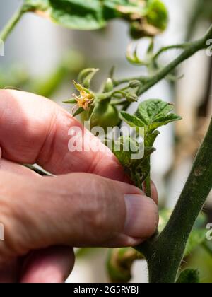 Vorbereitung auf die Entfernung des Seitenschießers der unbestimmten Cordontomate Solanum lycopersicum „Outdoor Girl“ Stockfoto