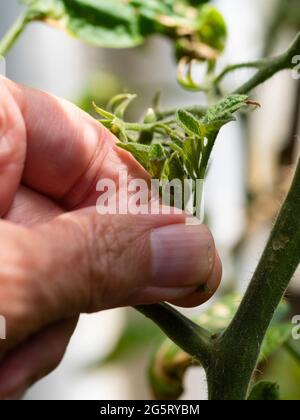 Entfernen des Seitenschießens der unbestimmten Cordontomate Solanum lycopersicum „Outdoor Girl“ Stockfoto