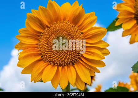 Helianthus Single, große Sonnenblume gegen einen blauen Himmel, Coastal Ridge Farm, MS. Stockfoto