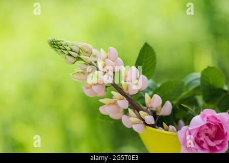 Rosa Lupine Blume in einer Blumenvase, die während des schwedischen Sommers wild in der schwedischen Natur wächst Stockfoto