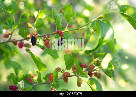 Reife Beeren im Garten. Köstliche reife schwarze Maulbeerbeeren auf einem Baumzweig. Nützliche Früchte, Ernte. Stockfoto