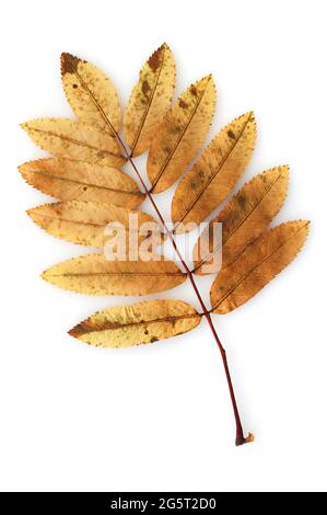 Rowan-Blatt in Herbstfarben isoliert auf weißem Hintergrund Stockfoto