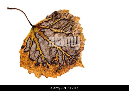 Aspen leaf in autumn colors isolated on white Stockfoto
