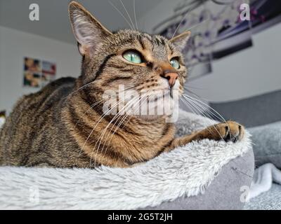 Kitty Cat Stockfoto