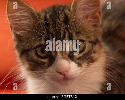 Nahaufnahme Porträt von niedlichen tabby Katzengesicht mit Schnurrhaare Ecuador. Stockfoto