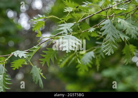 Laciniate Erle (Alnus glutinosa 'Laciniata', Alnus glutinosa Laciniata), Zweig mit Blättern der Sorte Laciniata Stockfoto