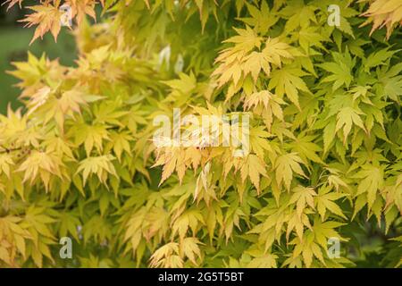 Japanischer Ahorn (Acer palmatum 'Orange Dream', Acer palmatum Orange Dream), Blätter der Sorte Orange Dream Stockfoto