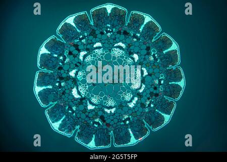 She-Oak (Casuarina spec.), Querschnitt einer Casuarina-Nadel, Lichtmikroskop, fluoreszierendes Bild, Europa Stockfoto
