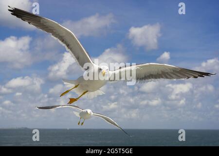 Heringmöwe (Larus argentatus), zwei Heringmöwen fliegen bei bewölktem Himmel über die Noth-See, Niederlande Stockfoto