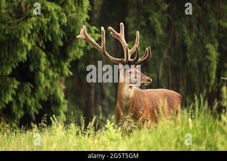 Rothirsch (Cervus elaphus), Hirsch mit Samtgeweih auf einer Lichtung, Deutschland, Sachsen, Erzgebirge Stockfoto