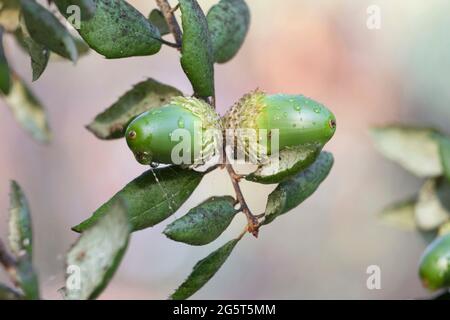 korkeiche (Quercus suber), Zweig mit Eicheln, Italien, Sardegna Stockfoto