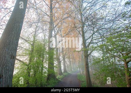 Vormittag im Naturschutzgebiet Assels, Belgien, Ostflandern, Assels, Drongen Stockfoto