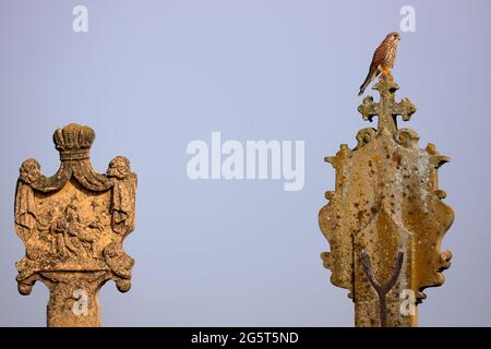 Europäischer Turmfalke, Eurasischer Turmfalke, Alte-Welt-Turmfalke, gewöhnlicher Turmfalke (Falco tinnunculus), an einem Wegkreuz gelegen, Deutschland, Baden-Württemberg Stockfoto