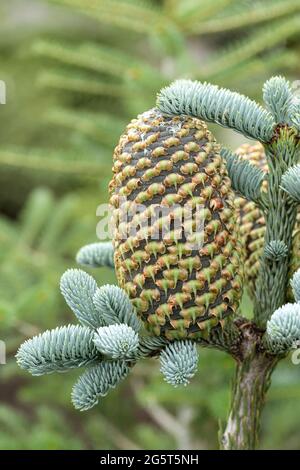 Edeltanne, Rottanne, Weißtanne (Abies procera 'Glauca', Abies procera Glauca), Zweig mit Kegel, Sorte Glauca, Deutschland Stockfoto