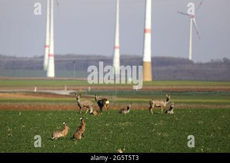 Europäischer Hase, Brauner Hase (Lepus europaeus), zwei Hasen und eine Herde Rehe auf einem Feld mit Windrädern im Frühjahr, Deutschland, Baden-Württemberg Stockfoto