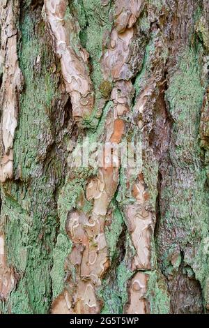 Schottische Kiefer, Schottenkiefer (Pinus sylvestris), Rinde mit Grünalgen, Deutschland, Nordrhein-Westfalen Stockfoto