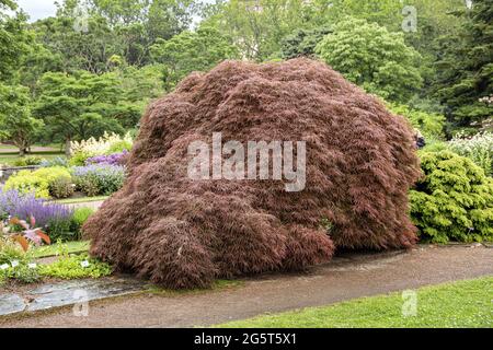 Japanischer Ahorn (Acer palmatum 'Garnet', Acer palmatum Garnet), kultivierte Granat, Schweden Stockfoto